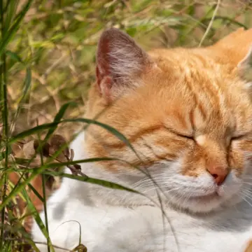 6 Signs a Cat Feels Secure in Its Home, According to Feline Behaviorists