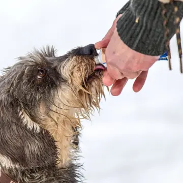 8 Dog Treat Ingredients Veterinary Nutritionists Suggest Checking on the Label