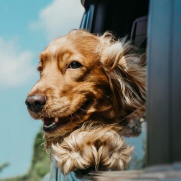 6 Winter Paw-Care Habits Veterinarians Recommend for Salted Sidewalks