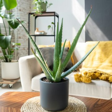 The “Not for Pets” List: 11 Houseplants Vets Say Are Toxic to Cats and Dogs